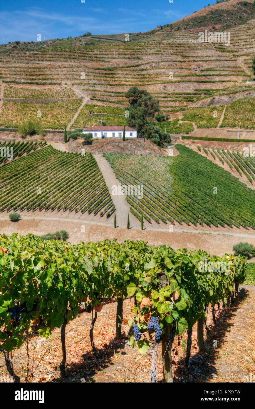 Vineyards, Quinta do Crasto, Alto Douro Wine Valley, UNESCO World Hertiage Region, Portugal Stock Photo