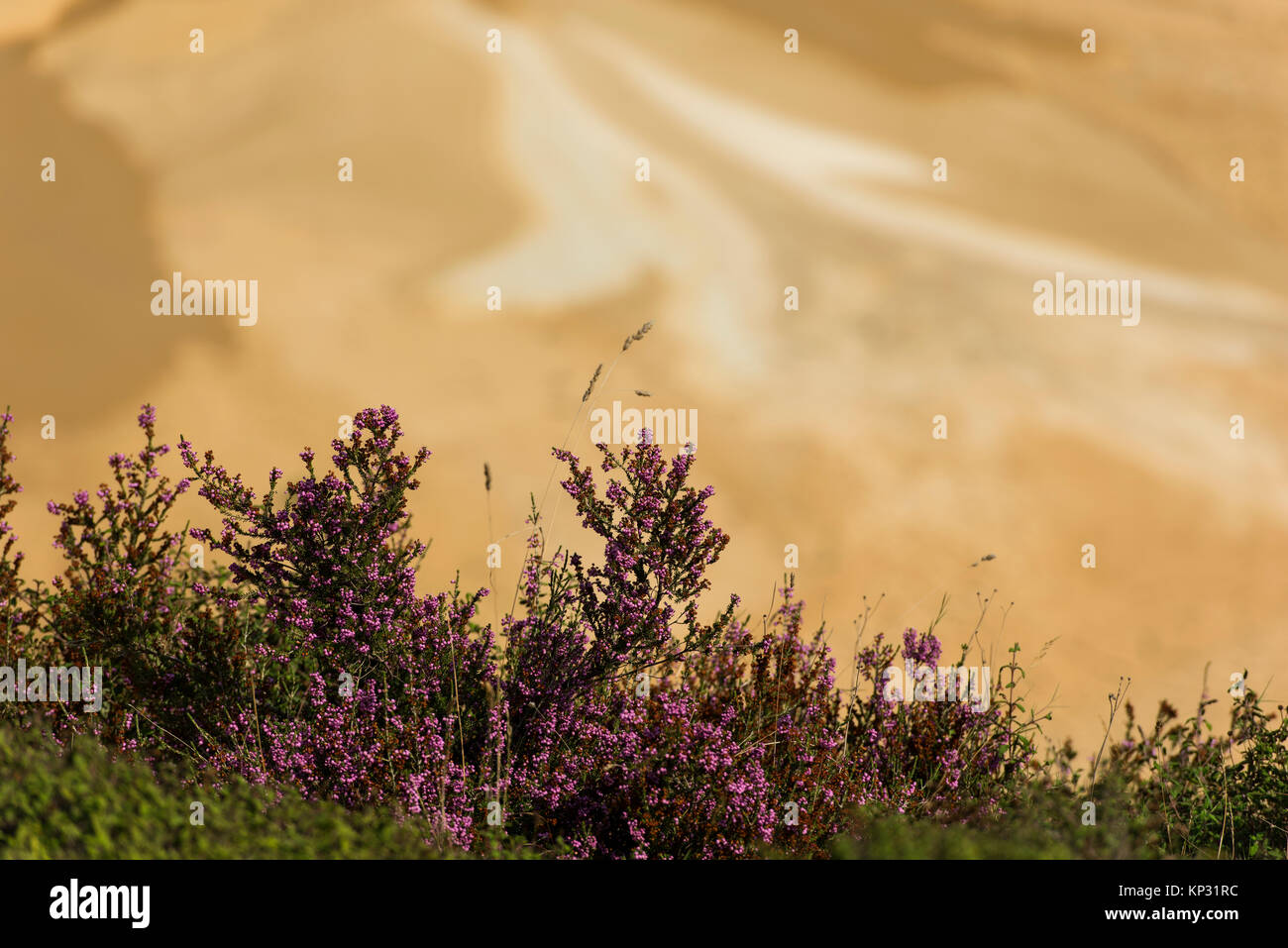 pink flowering herbs and background unclear soil Stock Photo