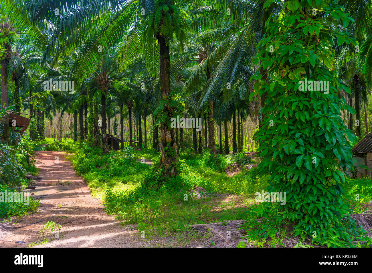 thickets of coconut trees on a farm in Thailand Stock Photo