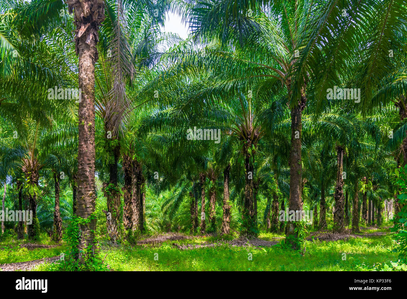 low lush palm trees grow on a coconut farm in Thailand Stock Photo
