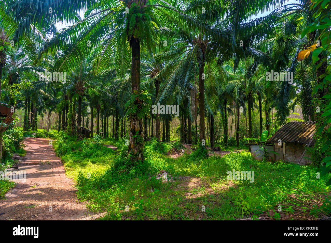 lush branched palm trees on a sunny day on a coconut farm in Thailand Stock Photo