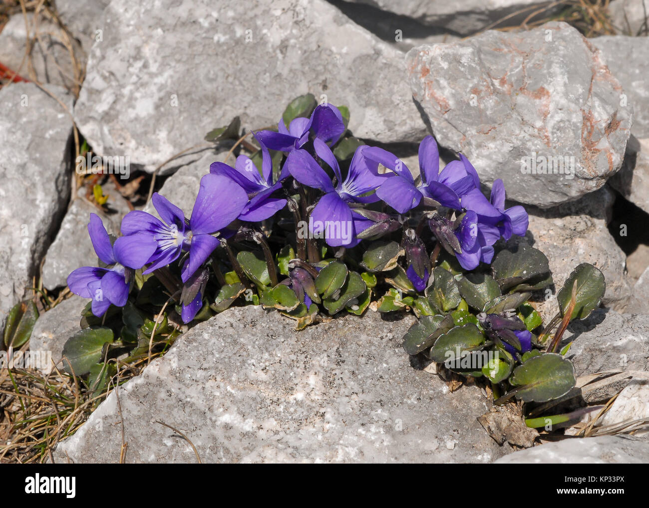 An alpine violet (Viola alpina) in the eastern austrian alps Stock Photo
