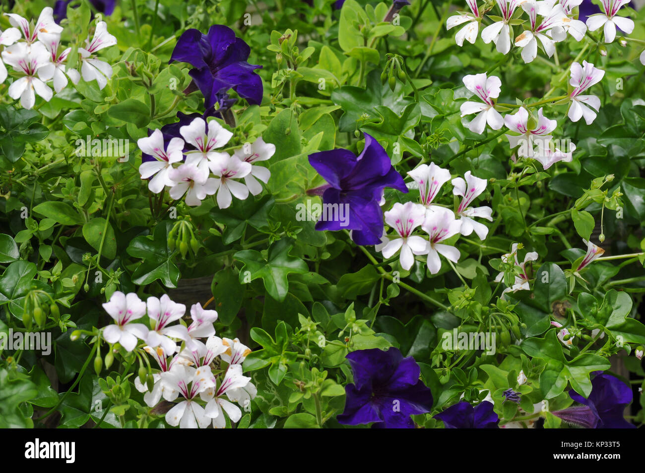 White geranium and violet petunia Stock Photo