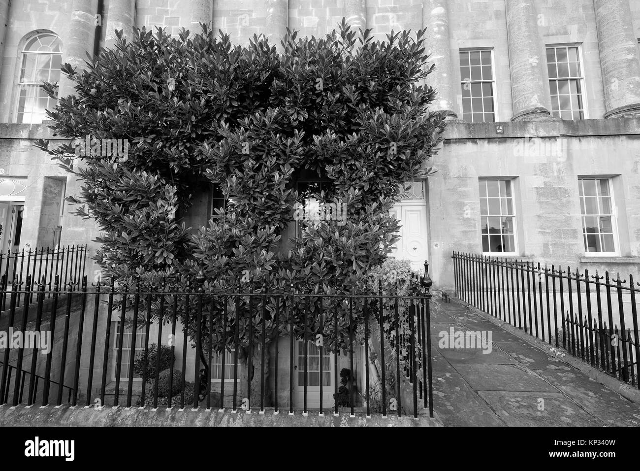 Beautifully shaped tree in the Royal Crescent Bath Spa Town Stock Photo
