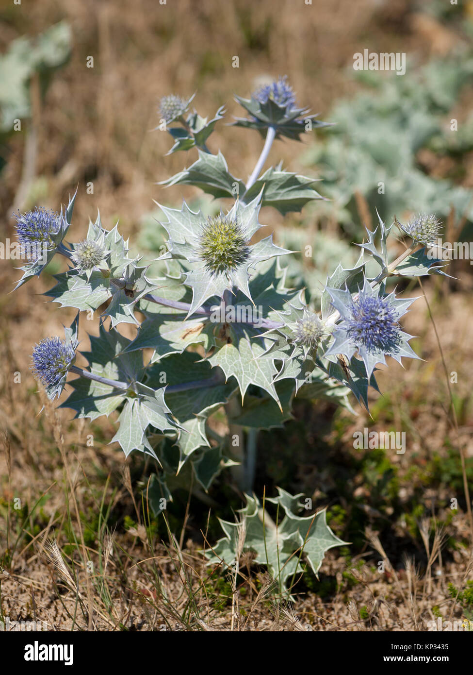 A seaholly (Eryngium maritimum) in french dunes in summer Stock Photo