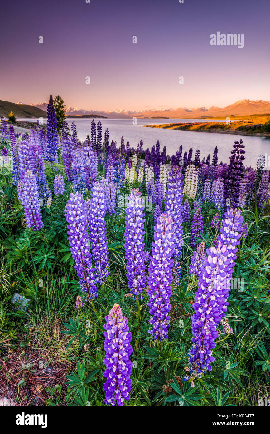 The lupins during spring at Lake Tekapo, New Zealand. Stock Photo