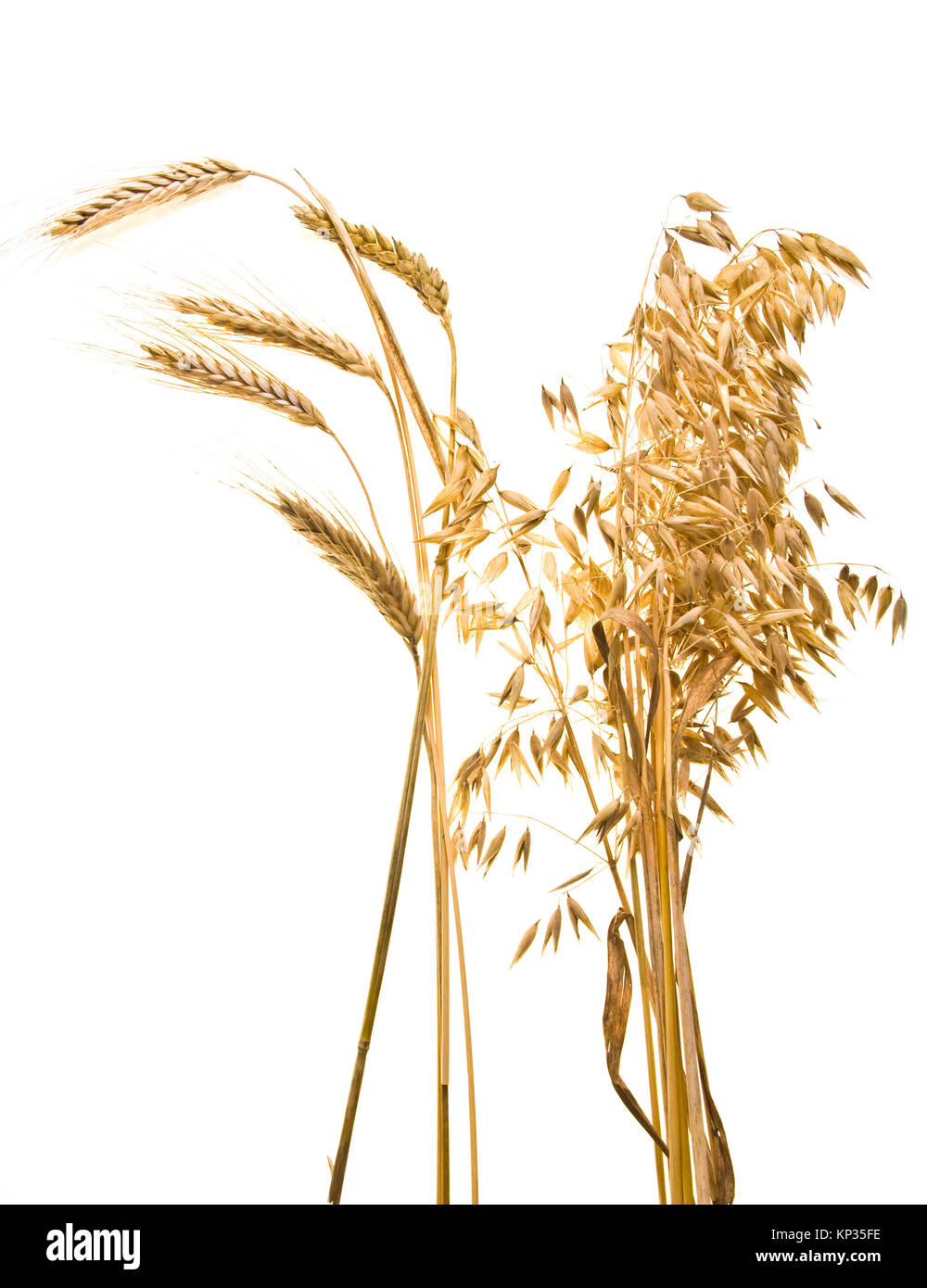 Схема мочковатой корневой системы. Пшеница стержневая. Пшеница стержневая. Растения с стержневыми и мочковатыми корнями. Пшеница стержневая.