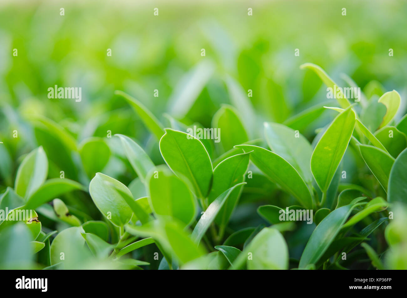 nature green leaf in garden. using as a background Stock Photo - Alamy