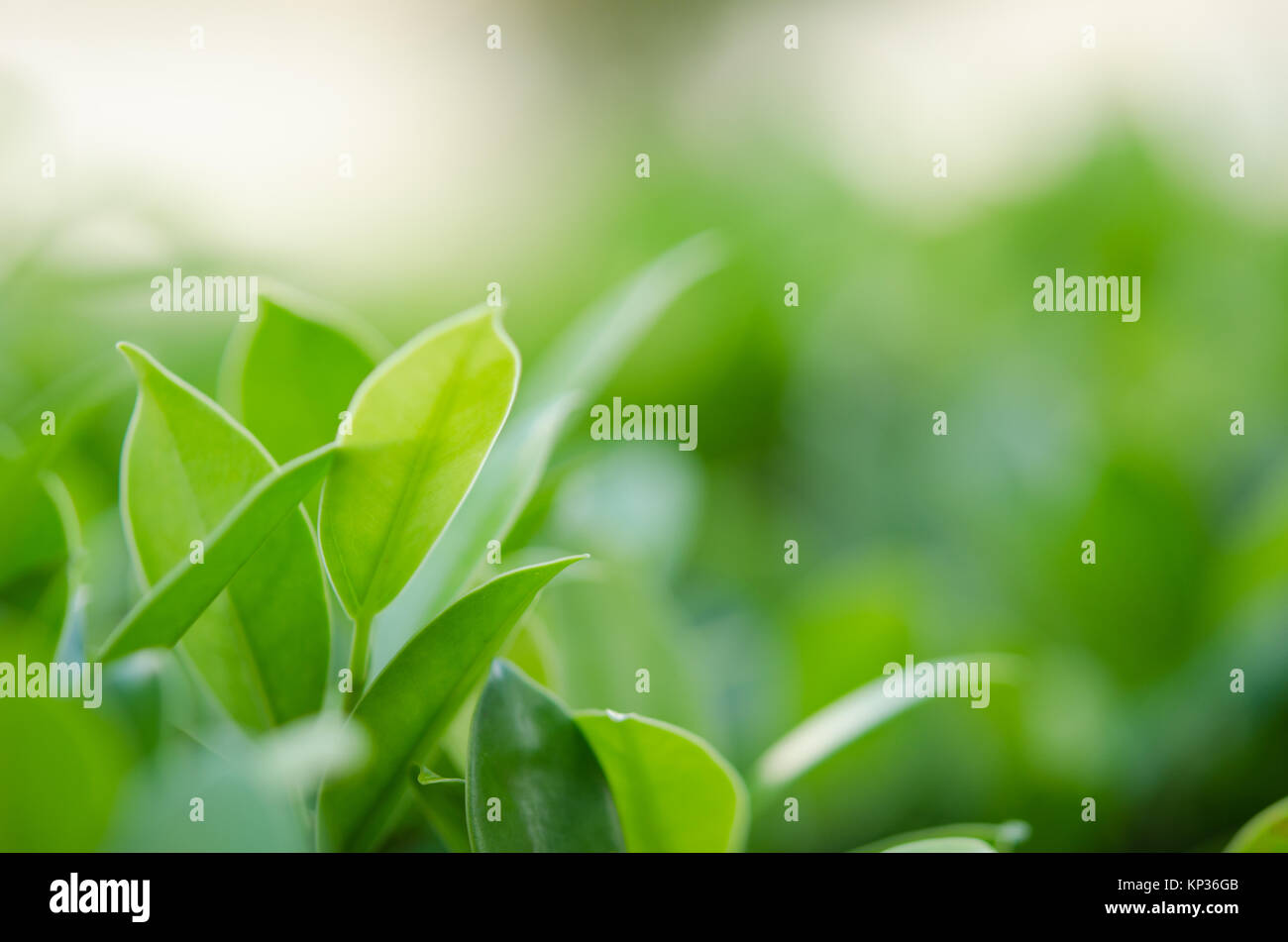 nature green leaf in garden. using as a background Stock Photo - Alamy