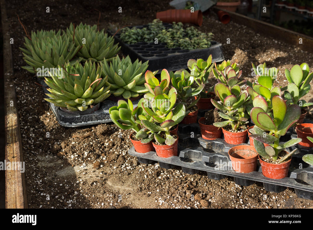 Various succulents in plastic pots, shot in nursery during potting