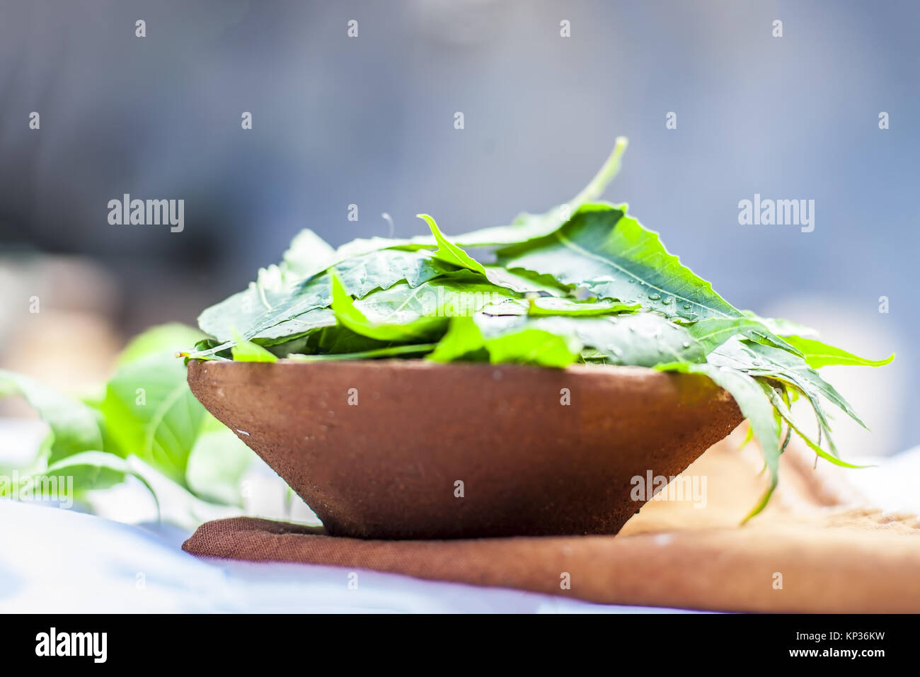 Azadirachta indica,Neem with its leaves in a clay bowl for skin care. Stock Photo
