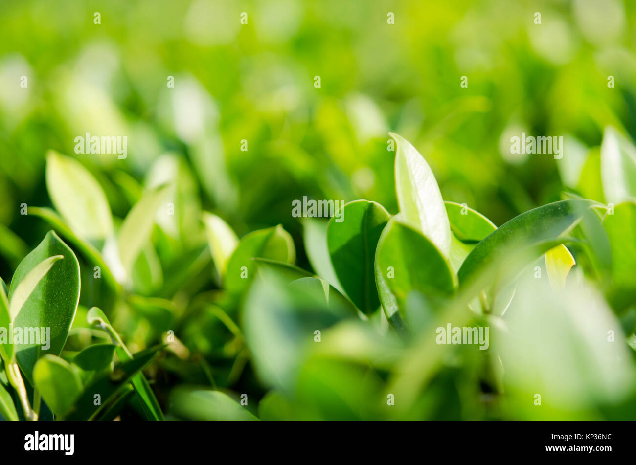 Nature Green leaves texture background Stock Photo - Alamy