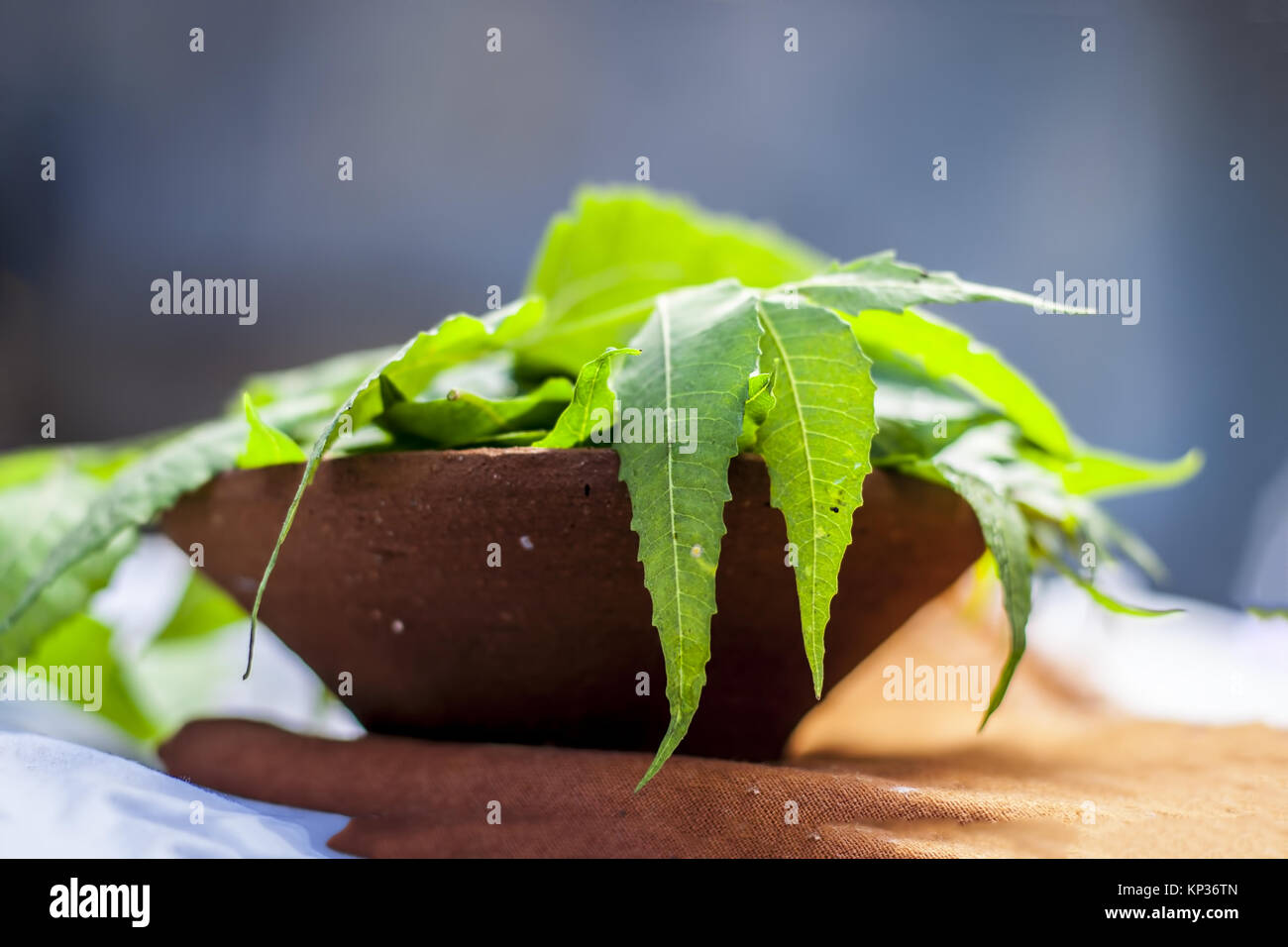 Azadirachta indica,Neem with its leaves in a clay bowl for skin care. Stock Photo
