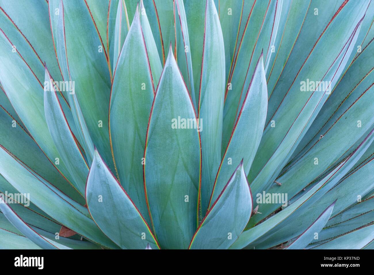 Closeup of a green Agave plant Stock Photo Alamy