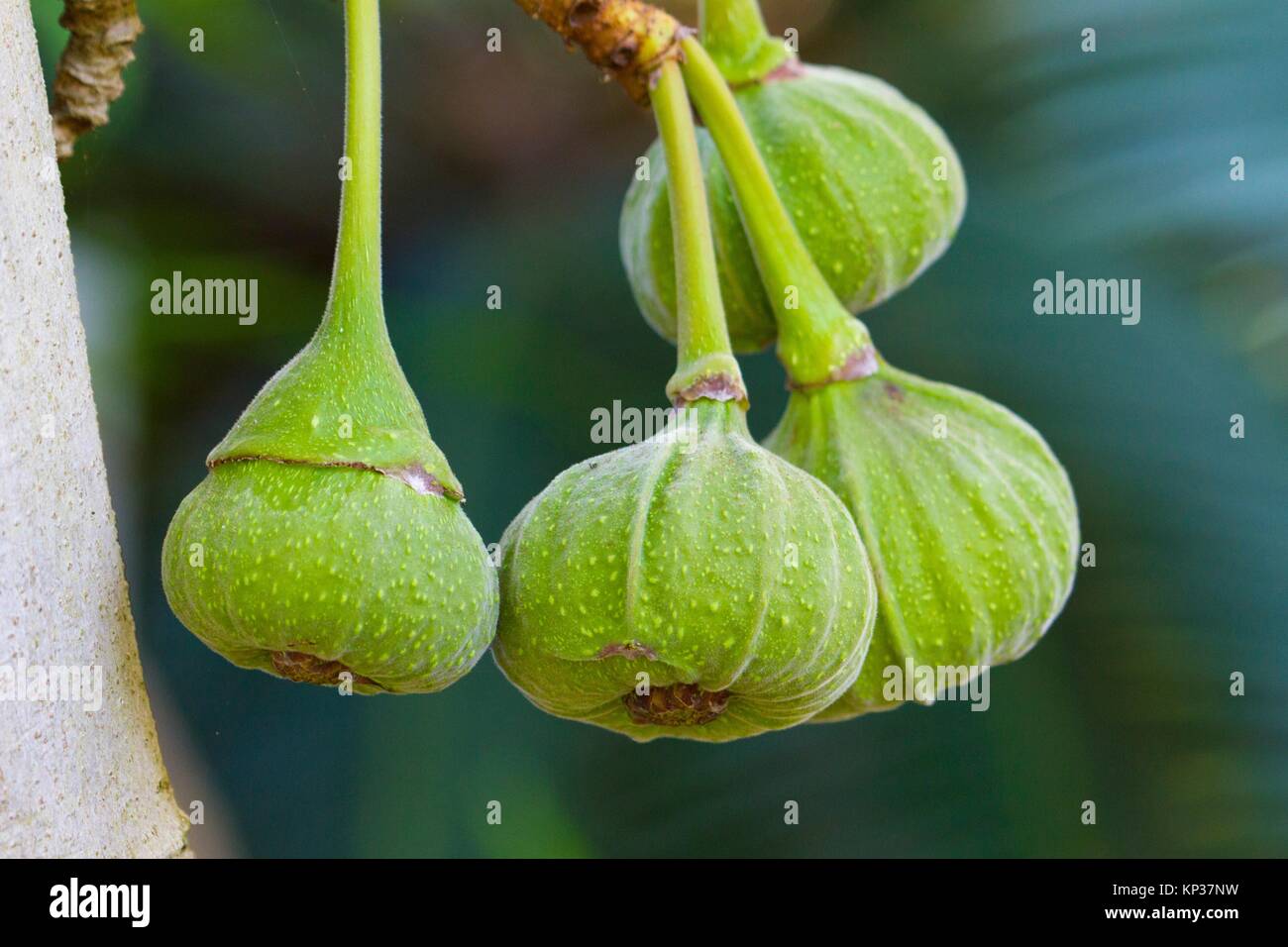 Green Figs growing on a tree Stock Photo Alamy