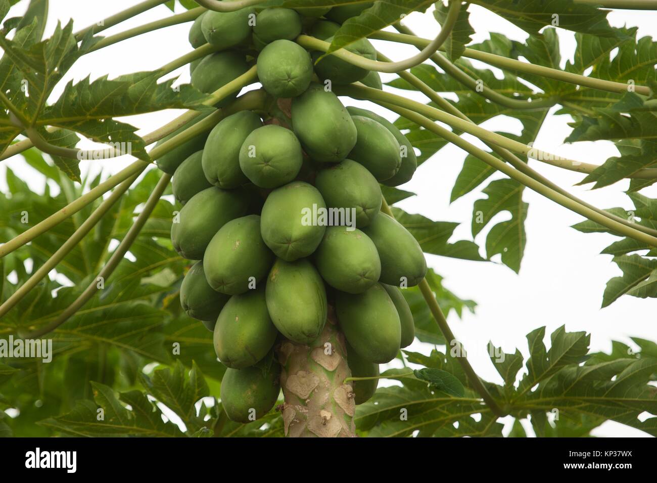 Paw-paw crop ripening on the tree. Paw Paw, Paw paw, or pawpaw may refer to:.Contents [hide]. 1Plants and fruits. 2Places. 3See also. Plants and Stock Photo