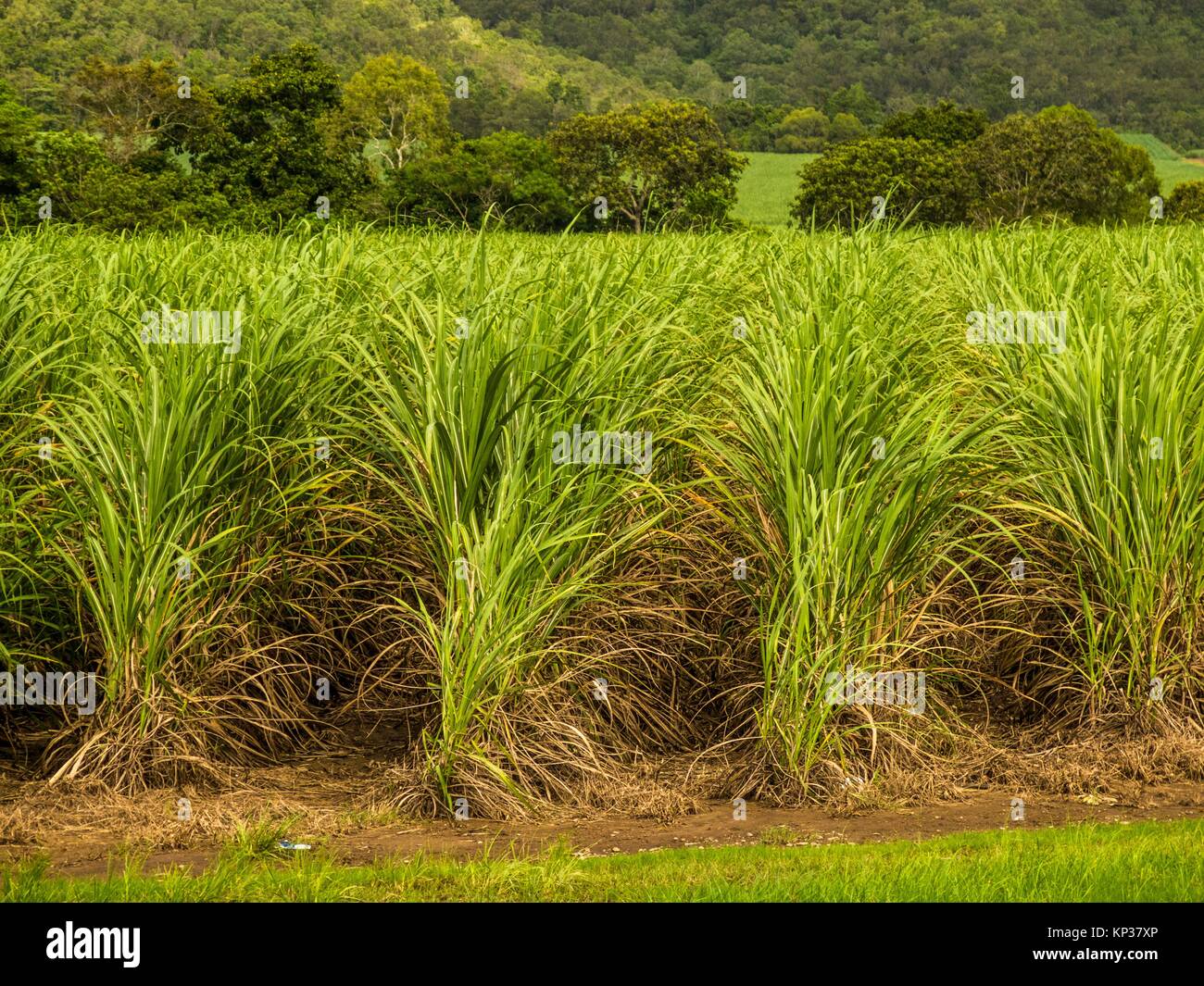 Sugarcane, or sugar cane, are several species of tall perennial true