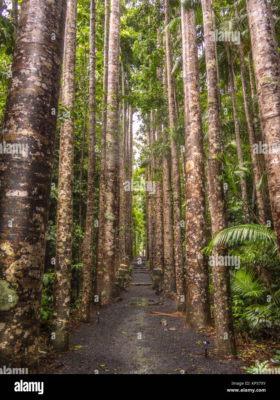Kauri Pines in Peronella Park, Queensland the pattern won the trees