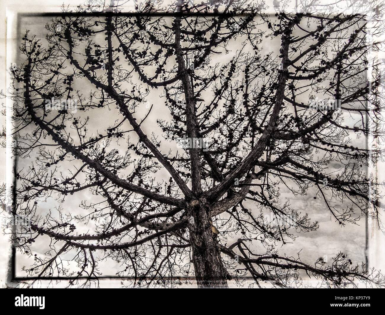 A dying pine tree Stock Photo Alamy