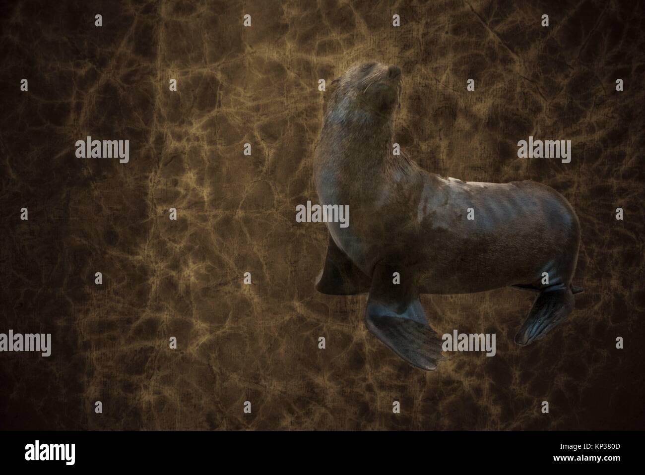 Cape fur seal has a harbour pet at a Cape Town fishing harbour
