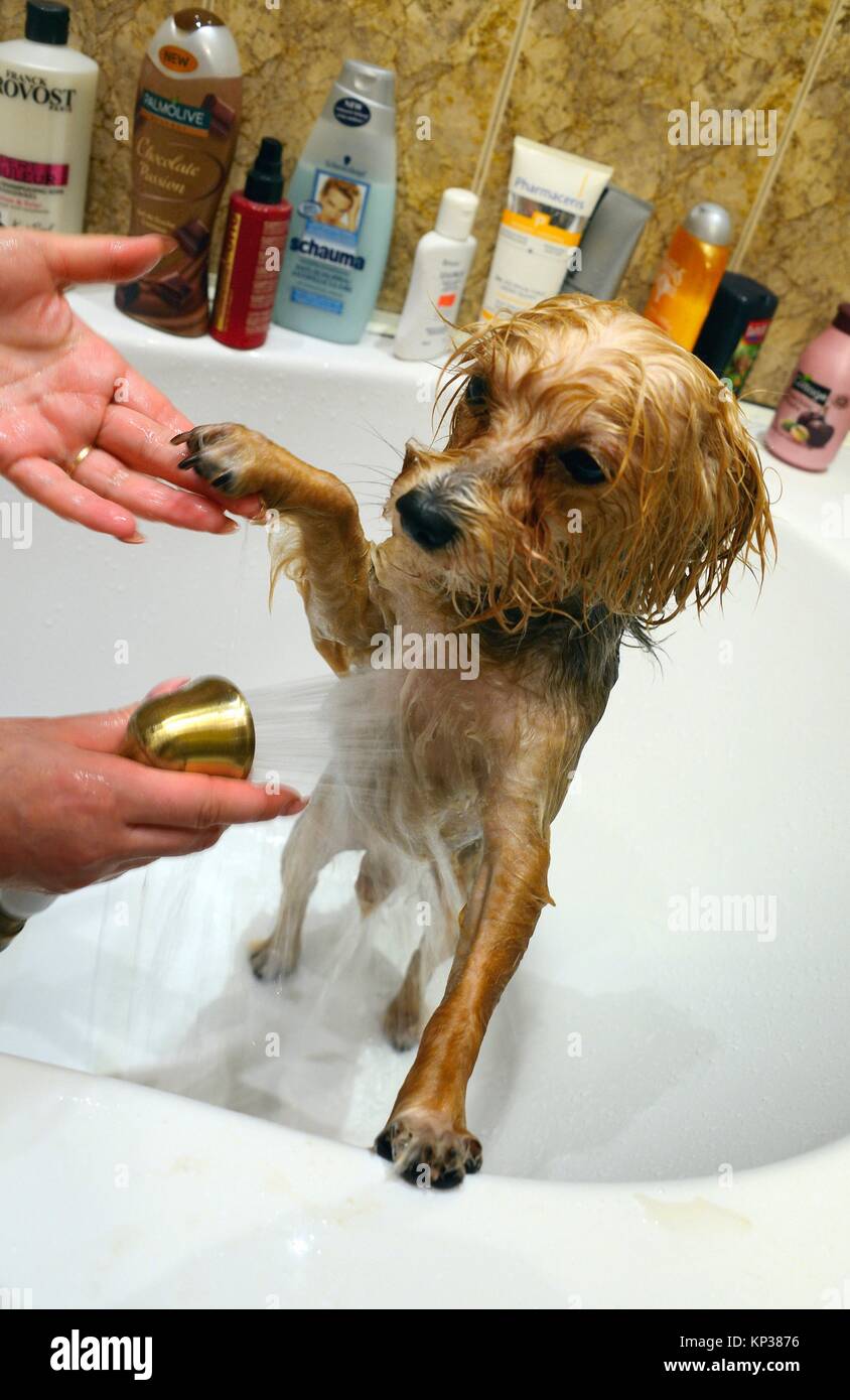 Yorkshire terrier taking bath in bathtube Stock Photo Alamy