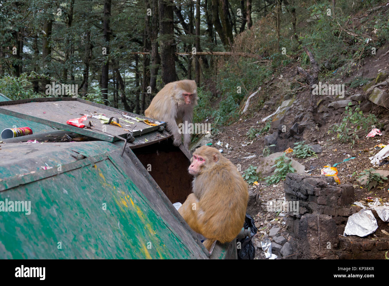 Monkey Hoard Monkey waste bin hi-res stock photography and images - Alamy
