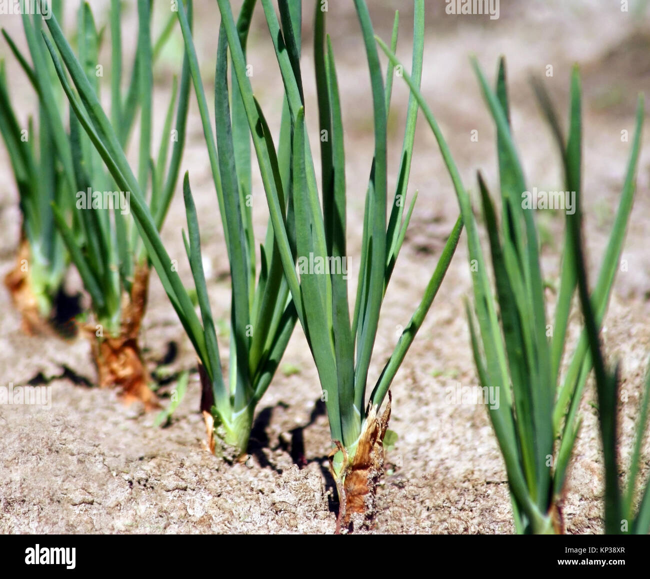 Organic Green Onions growing in a Vegetable Garden Stock Photo - Alamy