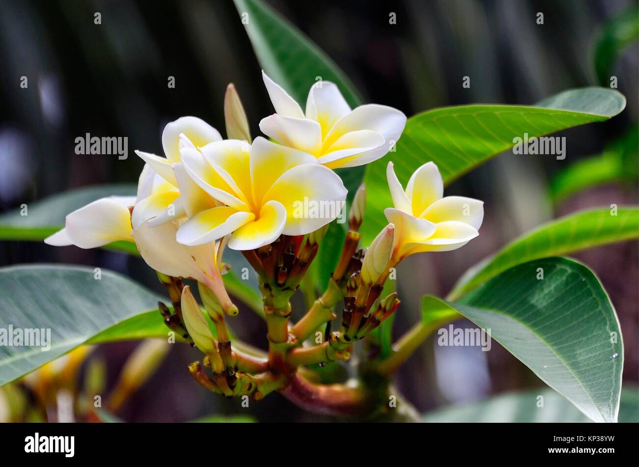 Mauritius frangipani blossom hires stock photography and images Alamy