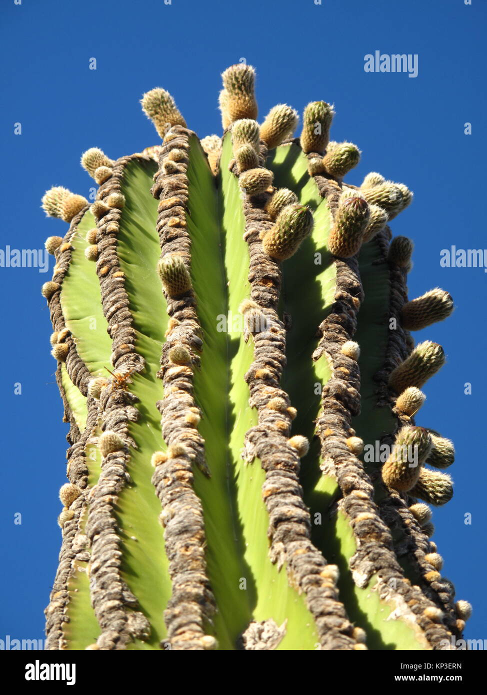 Desert Baja California Sur, Mexico Stock Photo