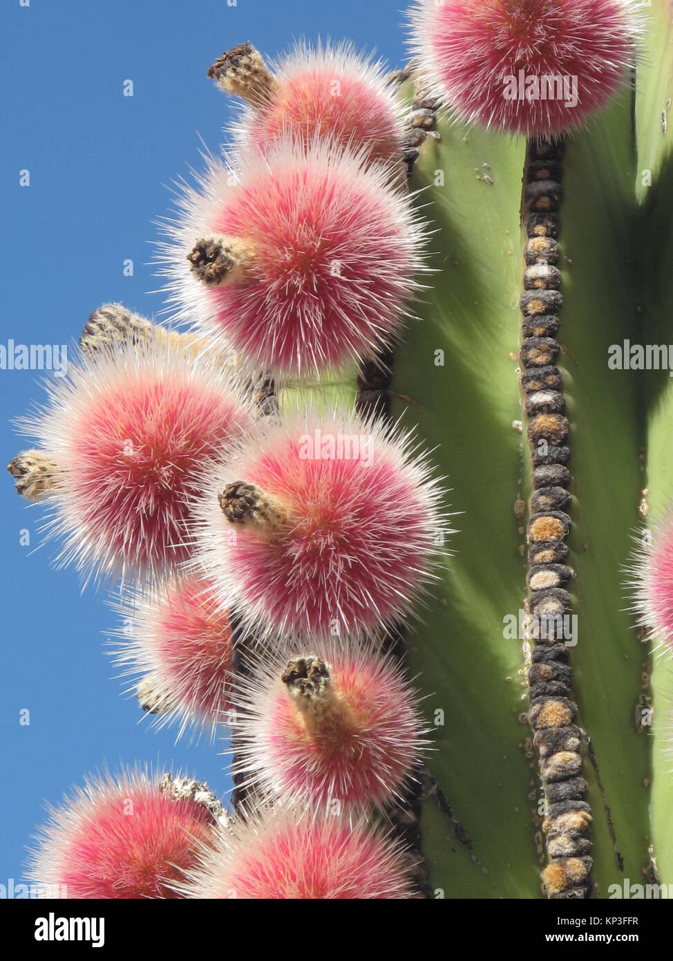 Cactus and flowering plant Stock Photo
