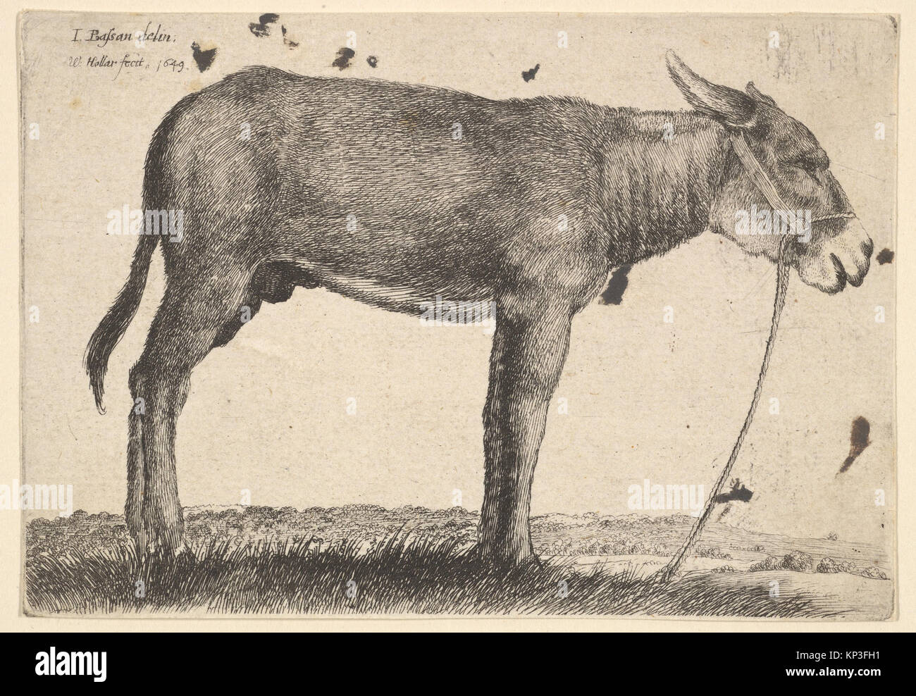Illustration of a donkey from the MET collection, showing its physical ...