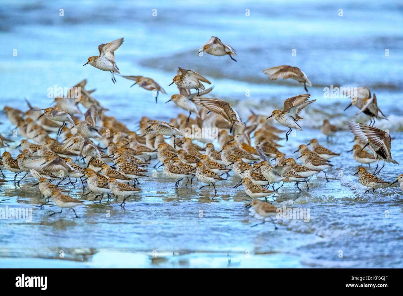 Shore birds along Pacific Rim National Park, Canada Stock Photo - Alamy