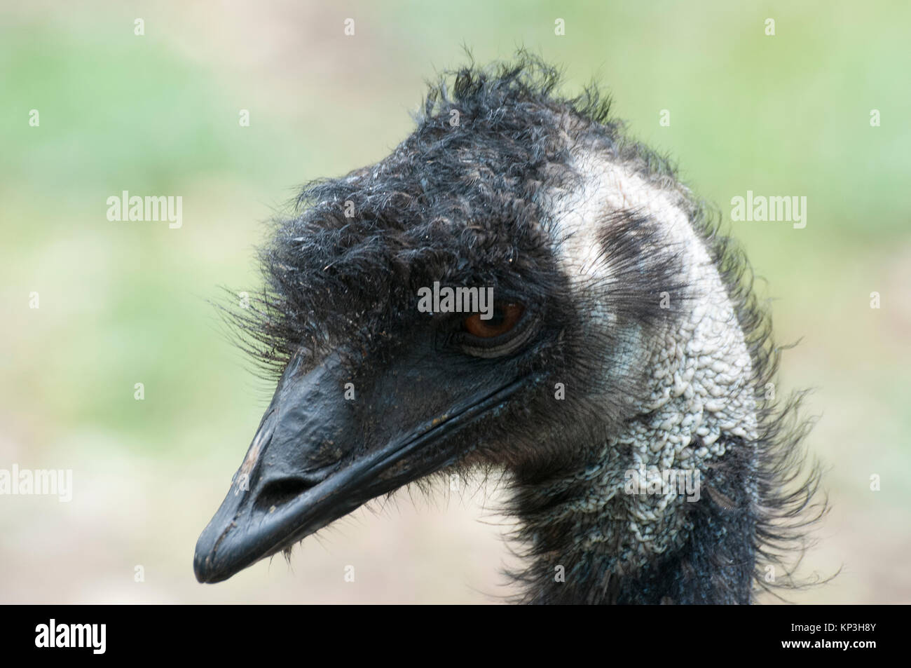 Emu, Dromaius novaehollandiae, at Lavandula Swiss Italian Farm , near Hepburn Springs, a popular weekend destination in Victoria, Australia Stock Photo