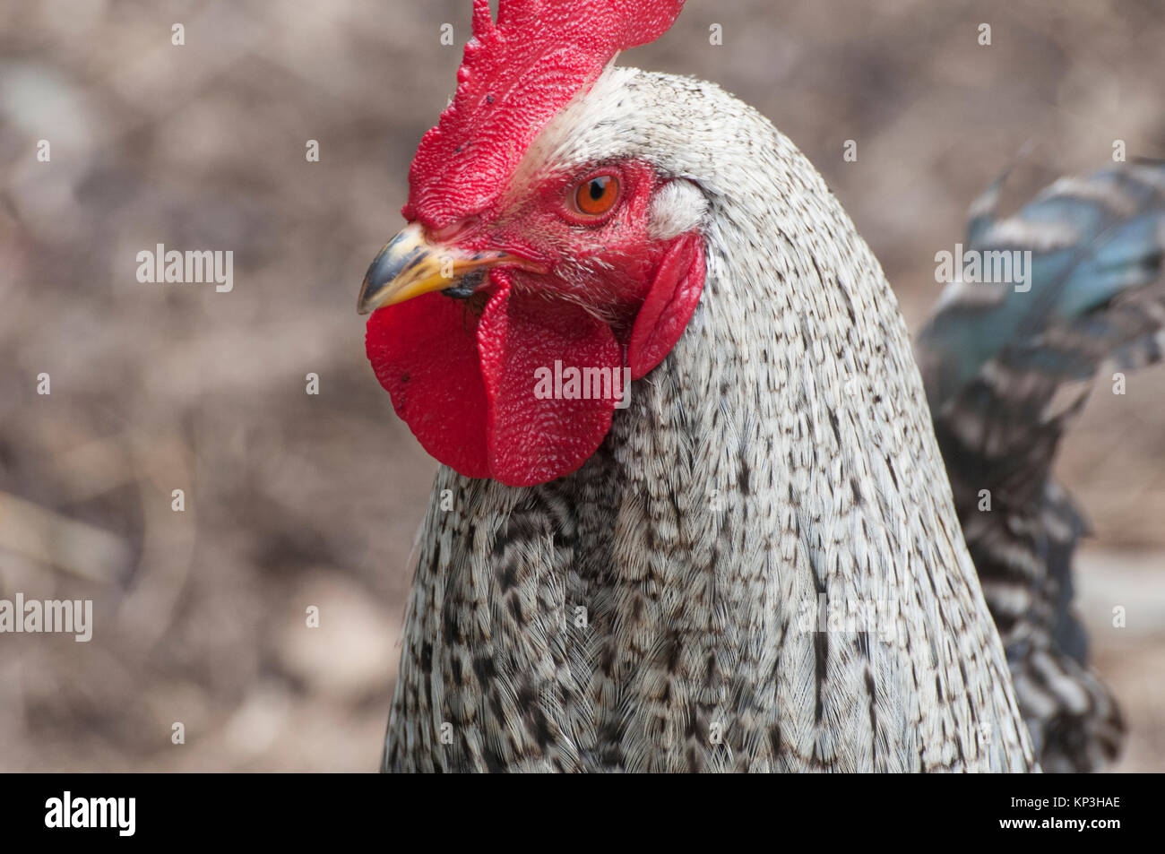 Speckled hen at Lavandula Swiss Italian Farm, near Hepburn Springs, a popular weekend destination in Victoria, Australia Stock Photo