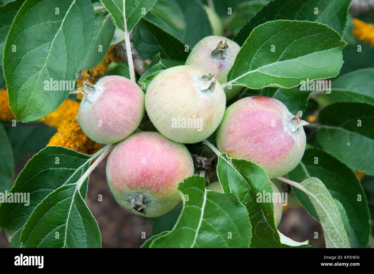 Apple tree bearing fruit at Lambley Gardens and Nursery, Ascot via Ballarat, Victoria Stock Photo