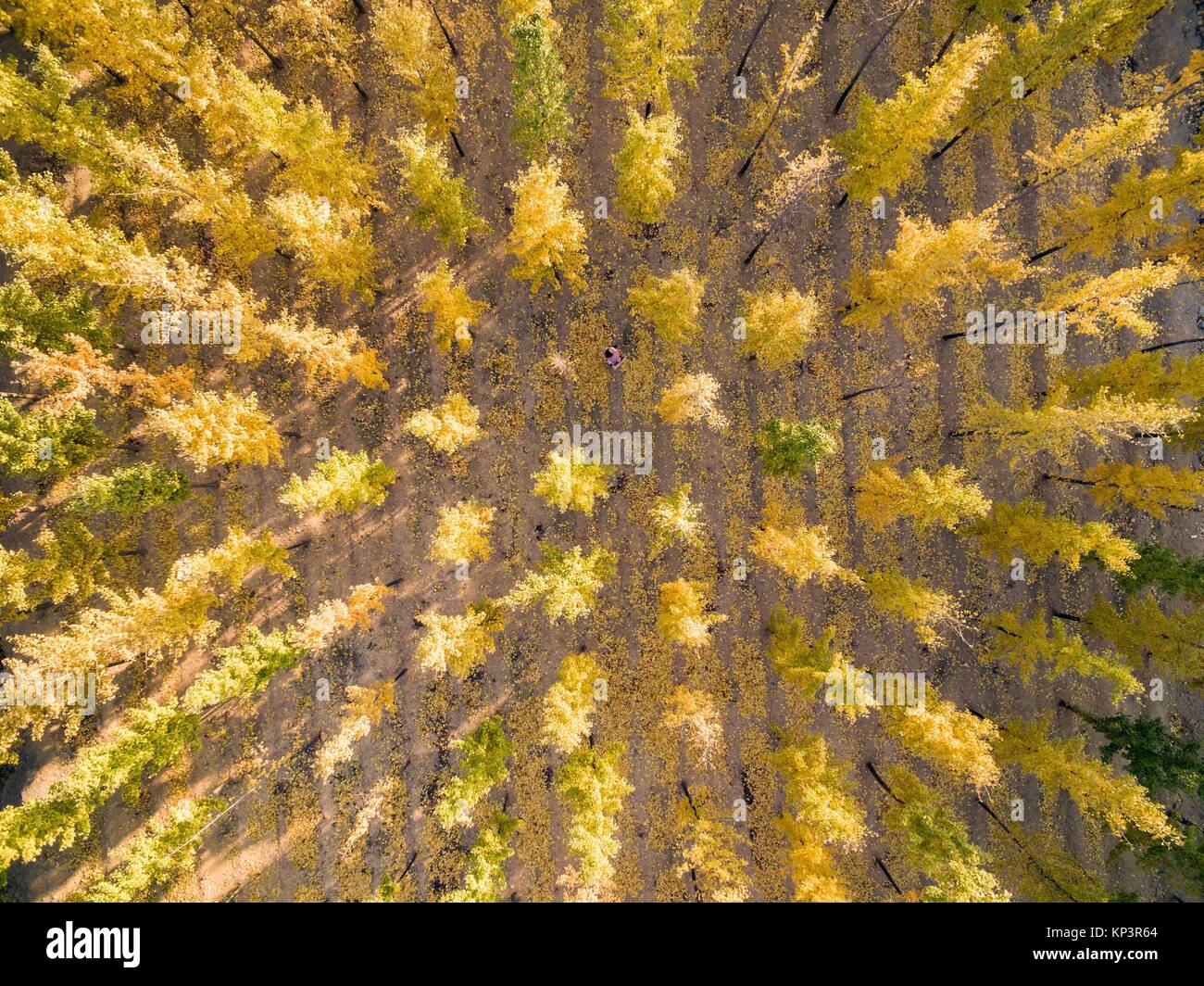 Zhaoyuan, Zhaoyuan, China. 13th Dec, 2017. Zhaoyuan, CHINA13th