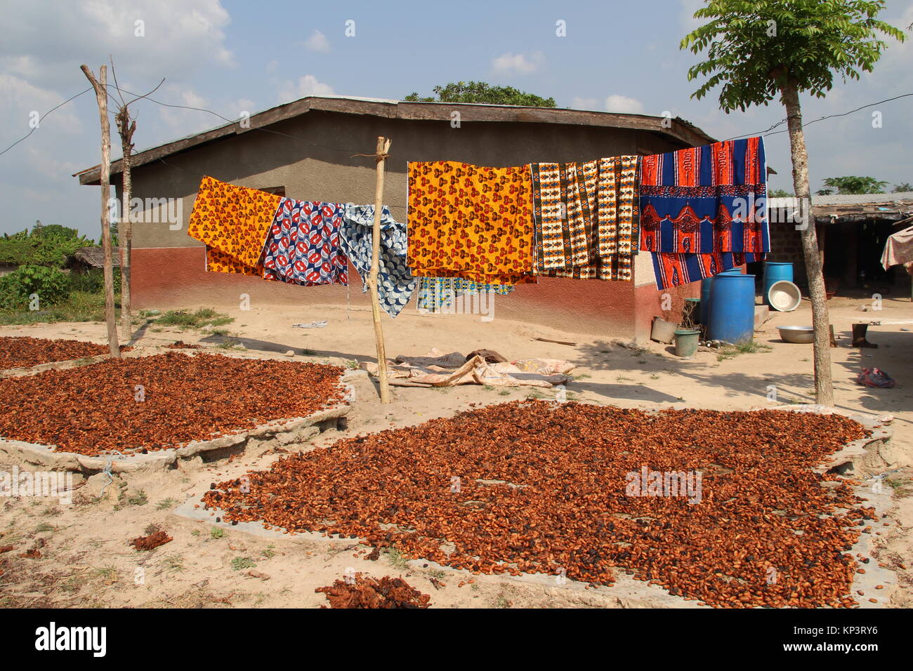 Cocoa beans that were harvested shortly before are dried in the sun in the village Konan Yaokro, Ivory Coast, 1 December 2017. Most chocolate in Germany comes from Weste Africa, where more and more children work in the cocoa plantations. Photo: Jürgen Bätz/dpa Stock Photo