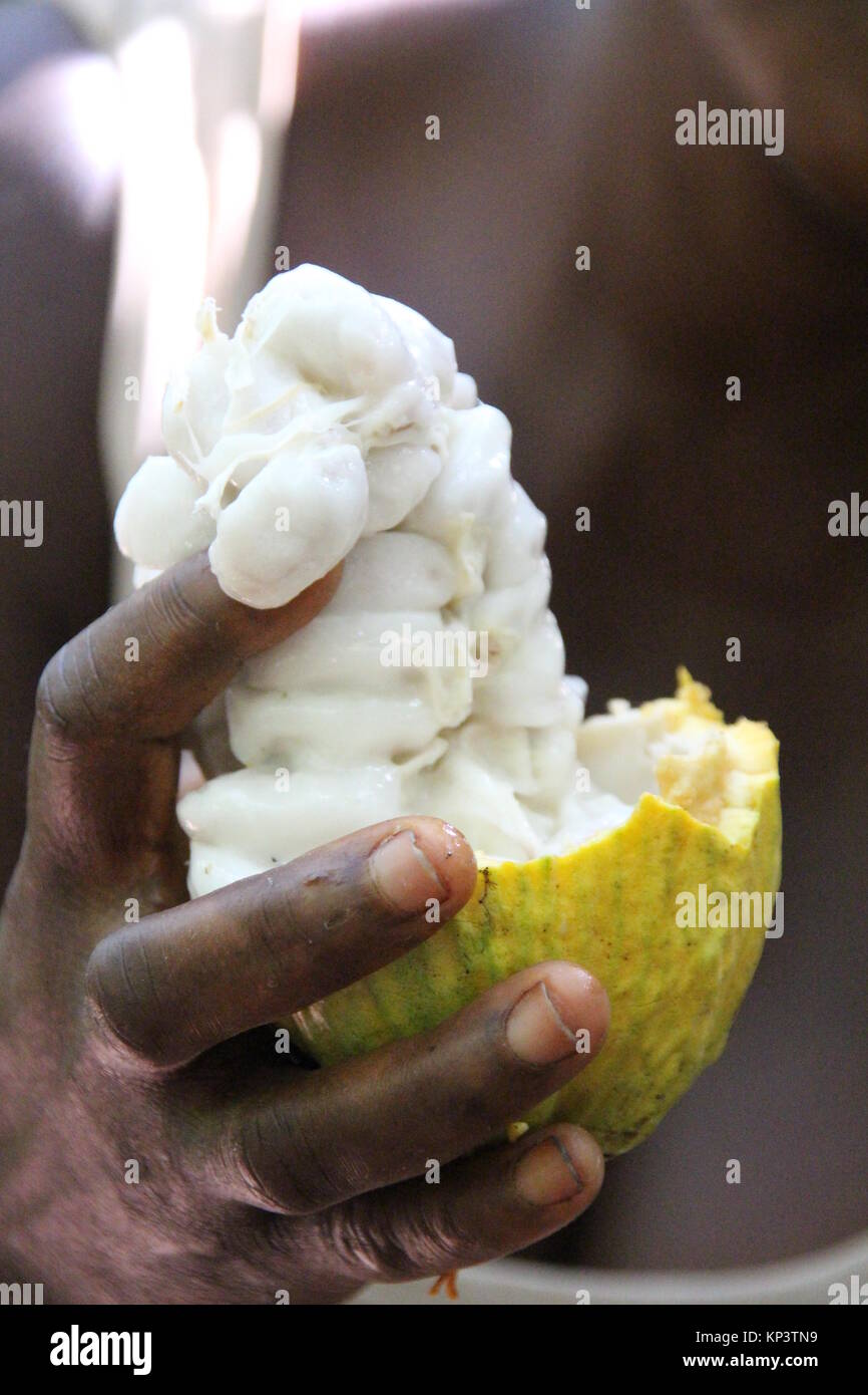A woman holds up a freshly opened cocoa pod in the village Konan Yaokro, Ivory Coast, 1 December 2017. Amangoua plants cocoa on three hectars. Most chocolate in Germany comes from Weste Africa, where more and more children work in the cocoa plantations. Photo: Jürgen Bätz/dpa Stock Photo