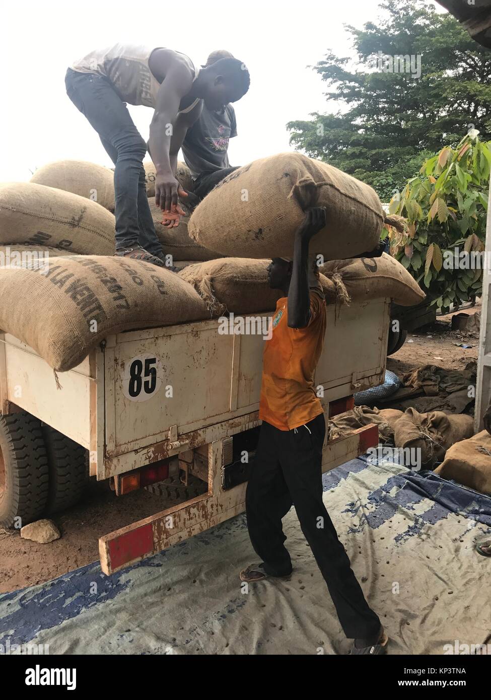 Workers lift bags of cocoa beans onto a truck at the cocoa cooperation CANN in the city N·Douci, Ivory Coast, 3 December 2017. Amangoua plants cocoa on three hectars. Most chocolate in Germany comes from Weste Africa, where more and more children work in the cocoa plantations. Photo: Jürgen Bätz/dpa Stock Photo