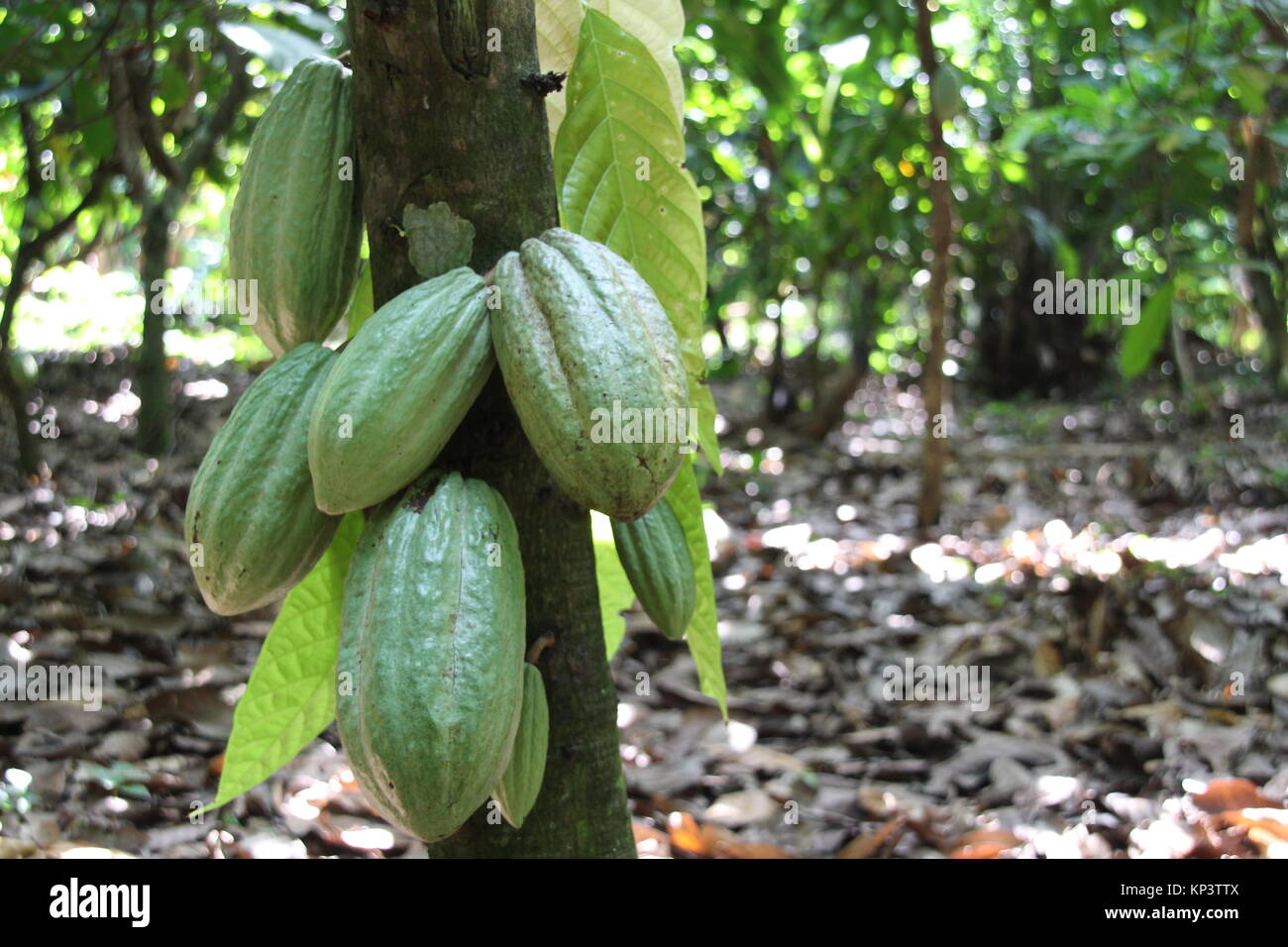 Affiakounou, Ivory Coast. 1st Dec, 2017. Cocoa pods that are not ripe yet hang on a tree in Affiakounou, Ivory Coast, 1 December 2017. Most chocolate in Germany comes from Weste Africa, where more and more children work in the cocoa plantations. Credit: Jürgen Bätz/dpa/Alamy Live News Stock Photo
