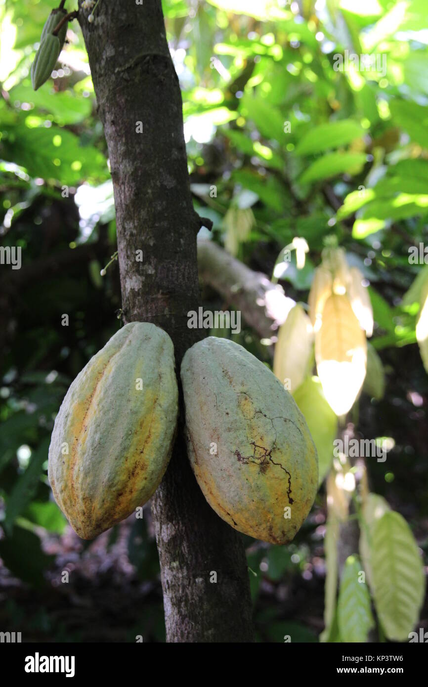 Affiakounou, Ivory Coast. 1st Dec, 2017. Cocoa pods that are not ripe yet hang on a tree in Affiakounou, Ivory Coast, 1 December 2017. Most chocolate in Germany comes from Weste Africa, where more and more children work in the cocoa plantations. Credit: Jürgen Bätz/dpa/Alamy Live News Stock Photo