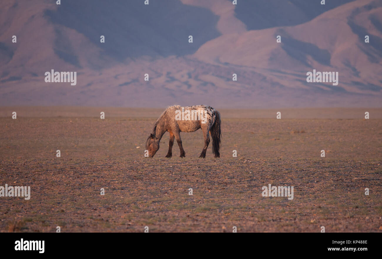 Herd of horses in the mongolian prairie Stock Photo - Alamy