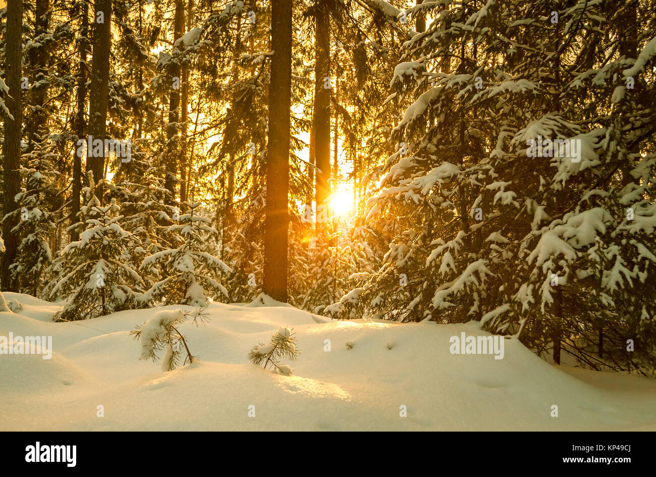 beautiful winter landscape with forest and sunset. wintry rural landscape with snow and fir trees in woodland. Frosty wintry evening sunrays in conife Stock Photo