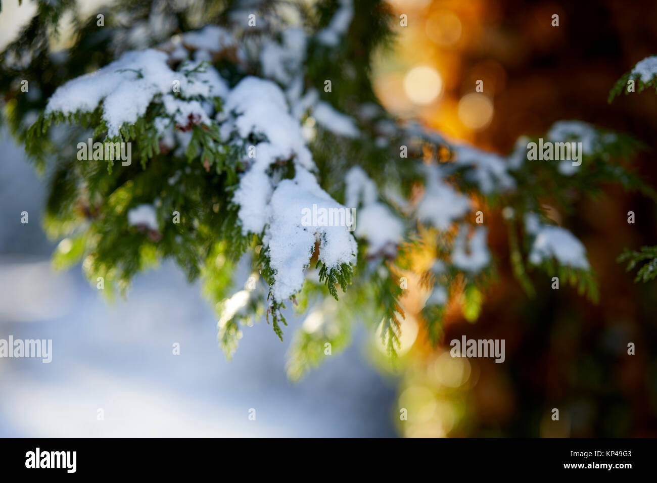 Winter scene Stock Photo