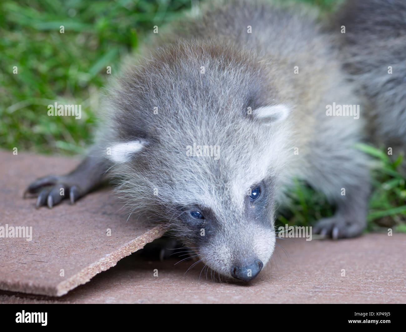 baby raccoon Stock Photo