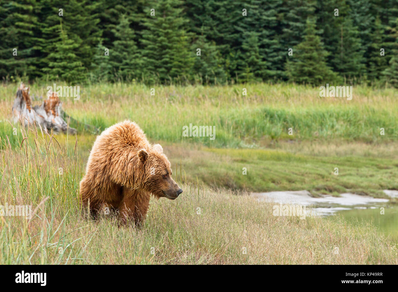 brown bear walking Stock Photo - Alamy