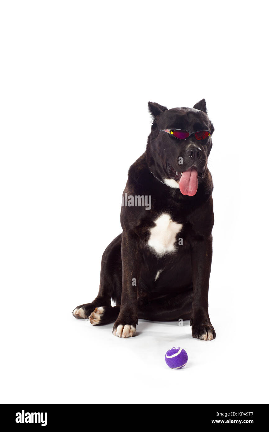 cane corso and tennis ball Stock Photo Alamy