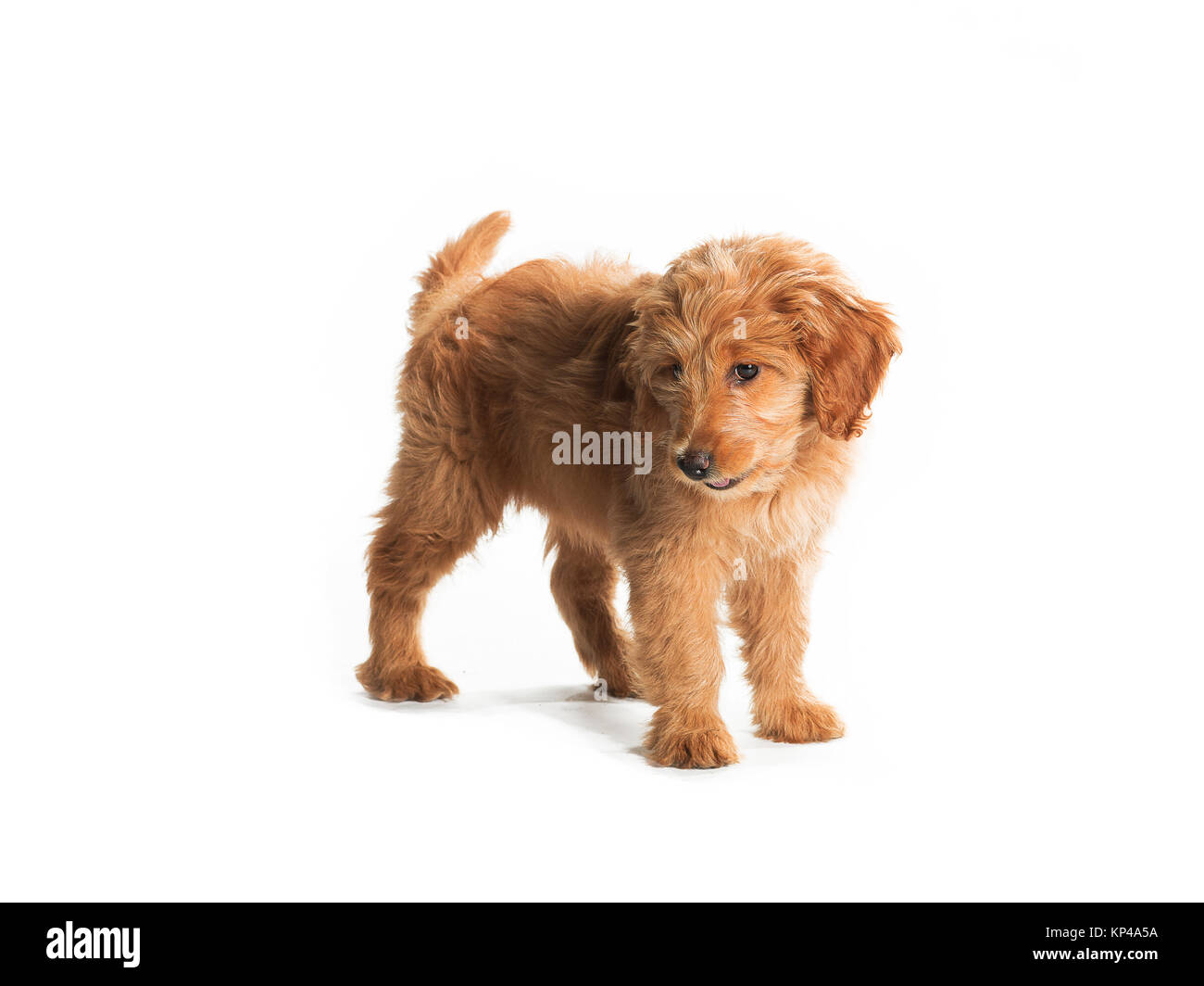 cute fluffy puppy Stock Photo - Alamy