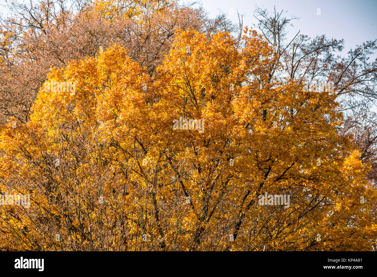 Yellow autumn leaves on the trees of the forest Stock Photo