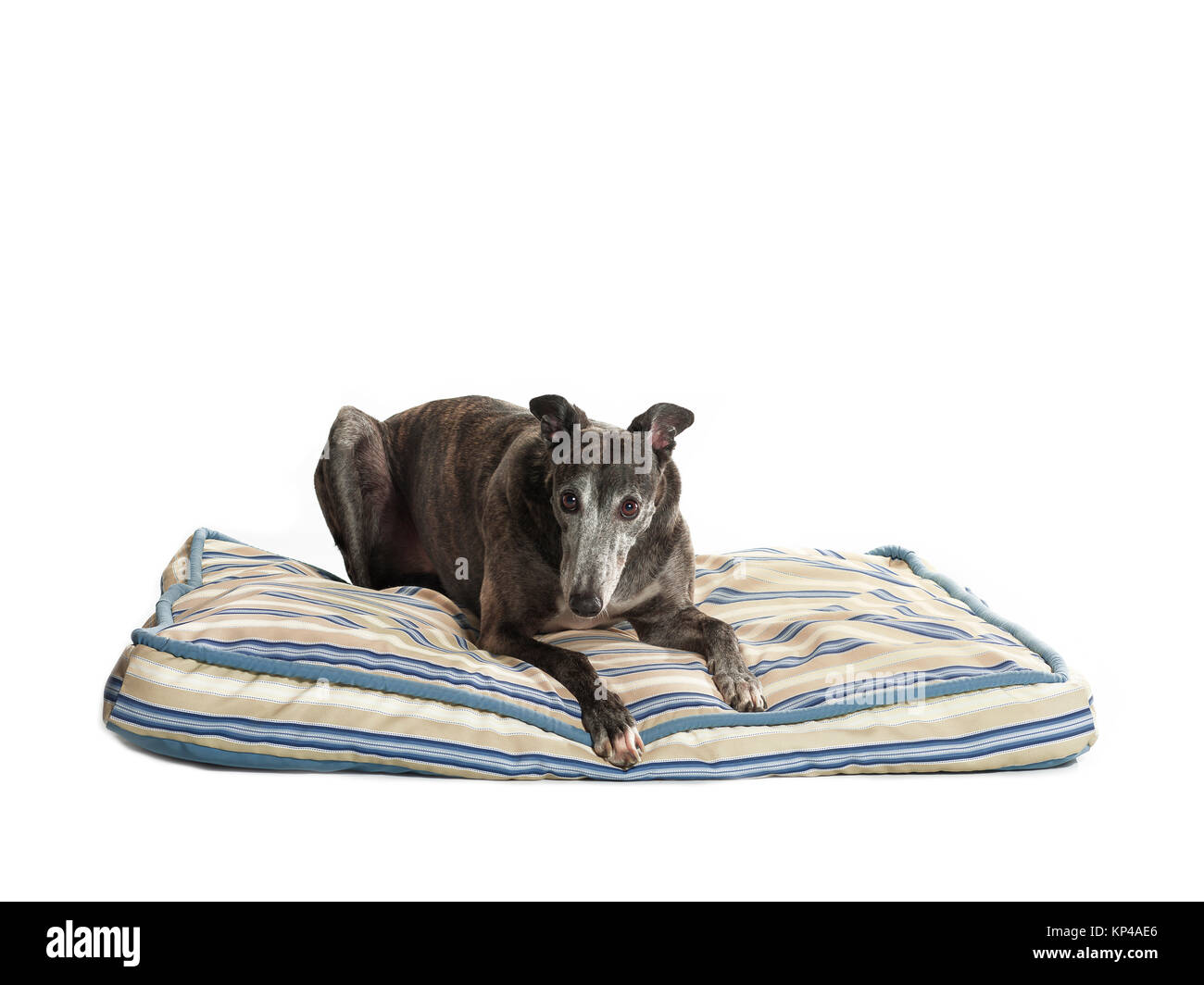 greyhound making eye contact Stock Photo Alamy